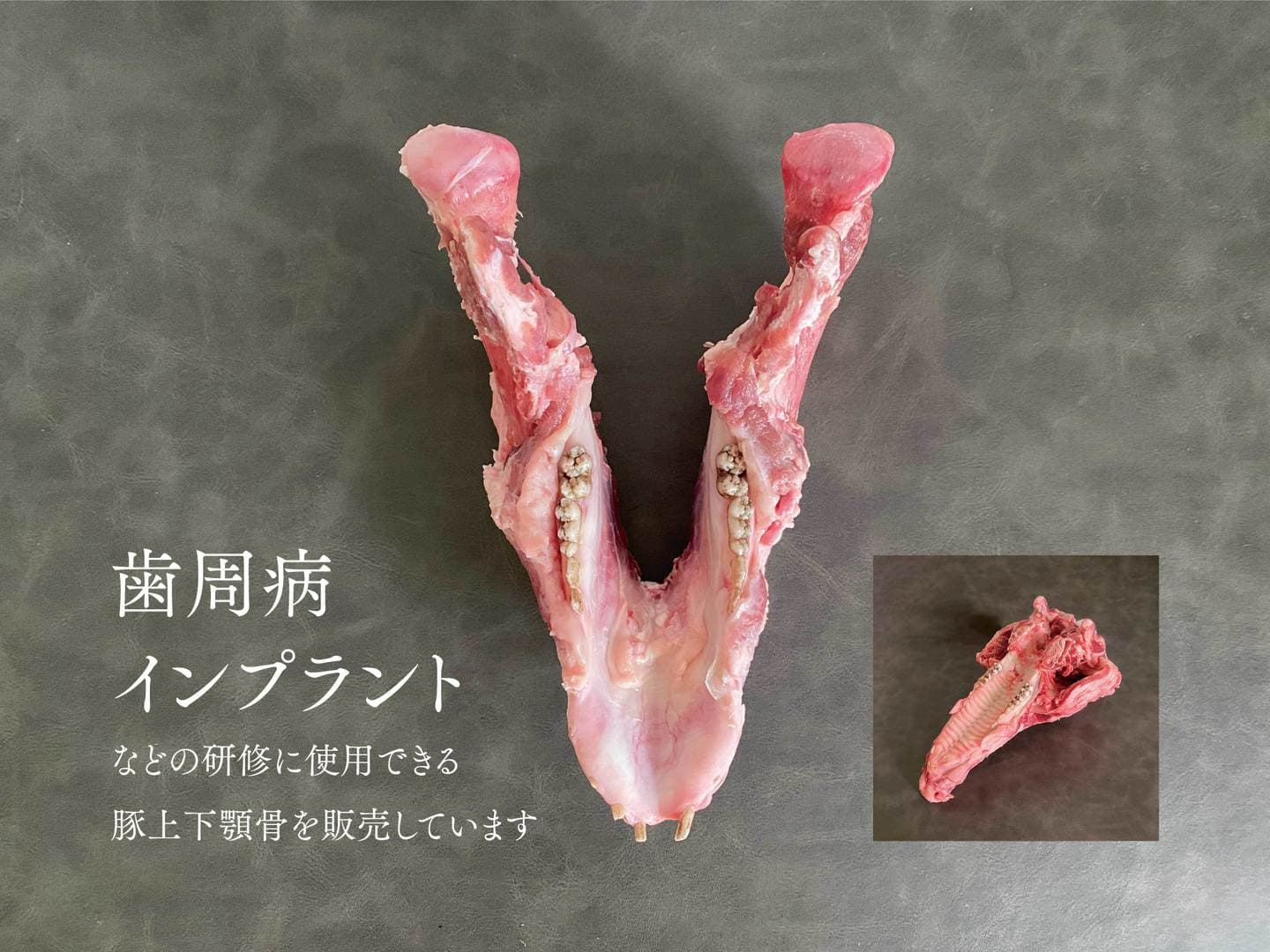 歯周病やインプラントの実習・研修・セミナーに使用できる 歯科実習用の豚上顎骨、豚下顎骨を販売しております。