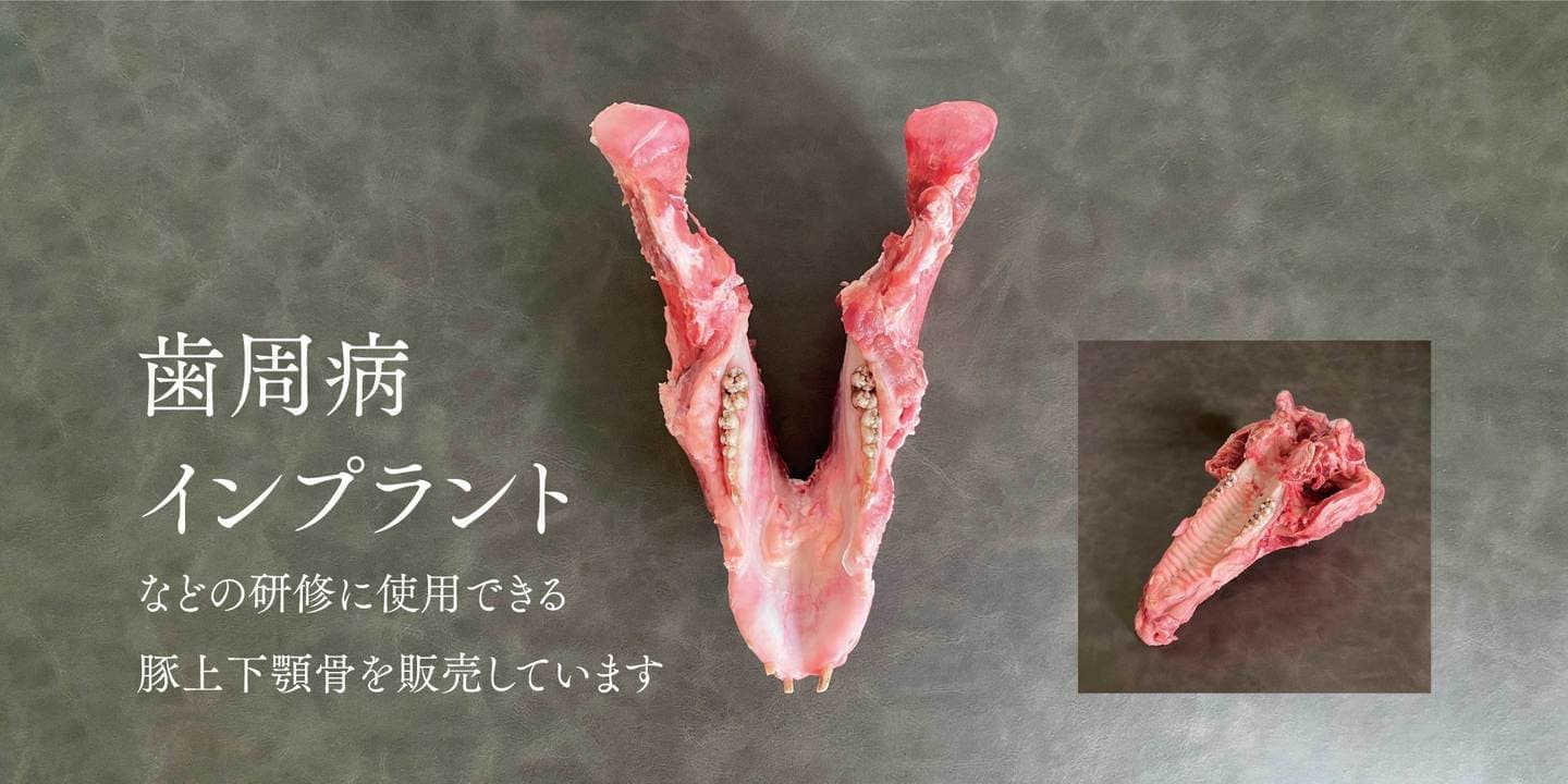 歯周病やインプラントの実習・研修・セミナーに使用できる 歯科実習用の豚上顎骨、豚下顎骨を販売しております。
