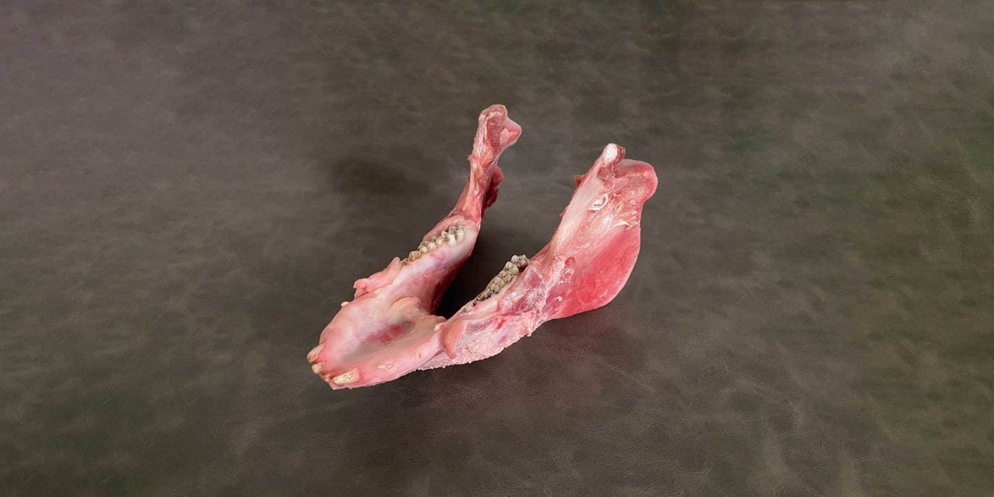 歯科実習用豚下顎骨