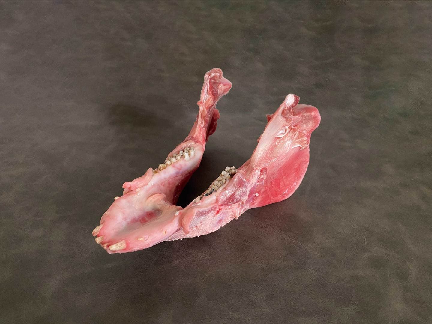 歯科実習用豚下顎骨